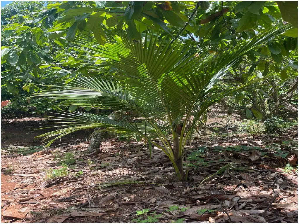 Finca 57 TAREAS en Producción de Cacao   CASA Guanuma Santo Domingo No Foto 7228146-7.jpg