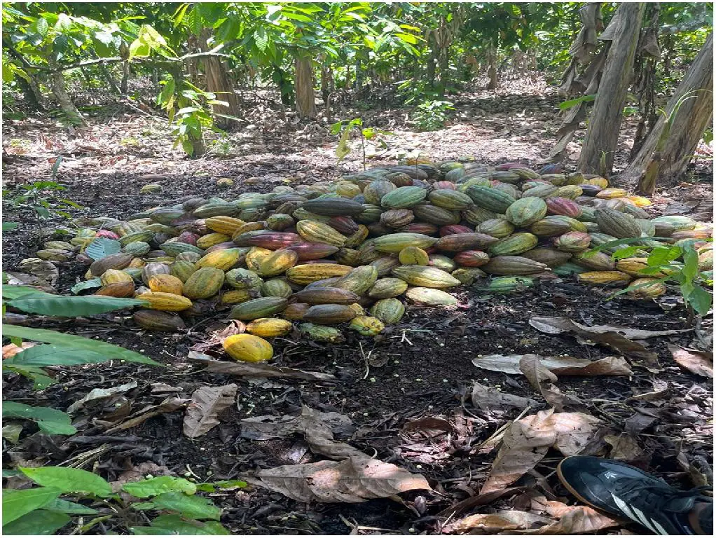 Finca 57 TAREAS en Producción de Cacao   CASA Guanuma Santo Domingo No Foto 7228146-8.jpg