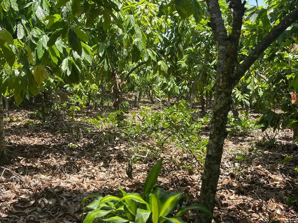 Finca 57 TAREAS en Producción de Cacao   CASA Guanuma Santo Domingo No Foto 7228146-9.jpg