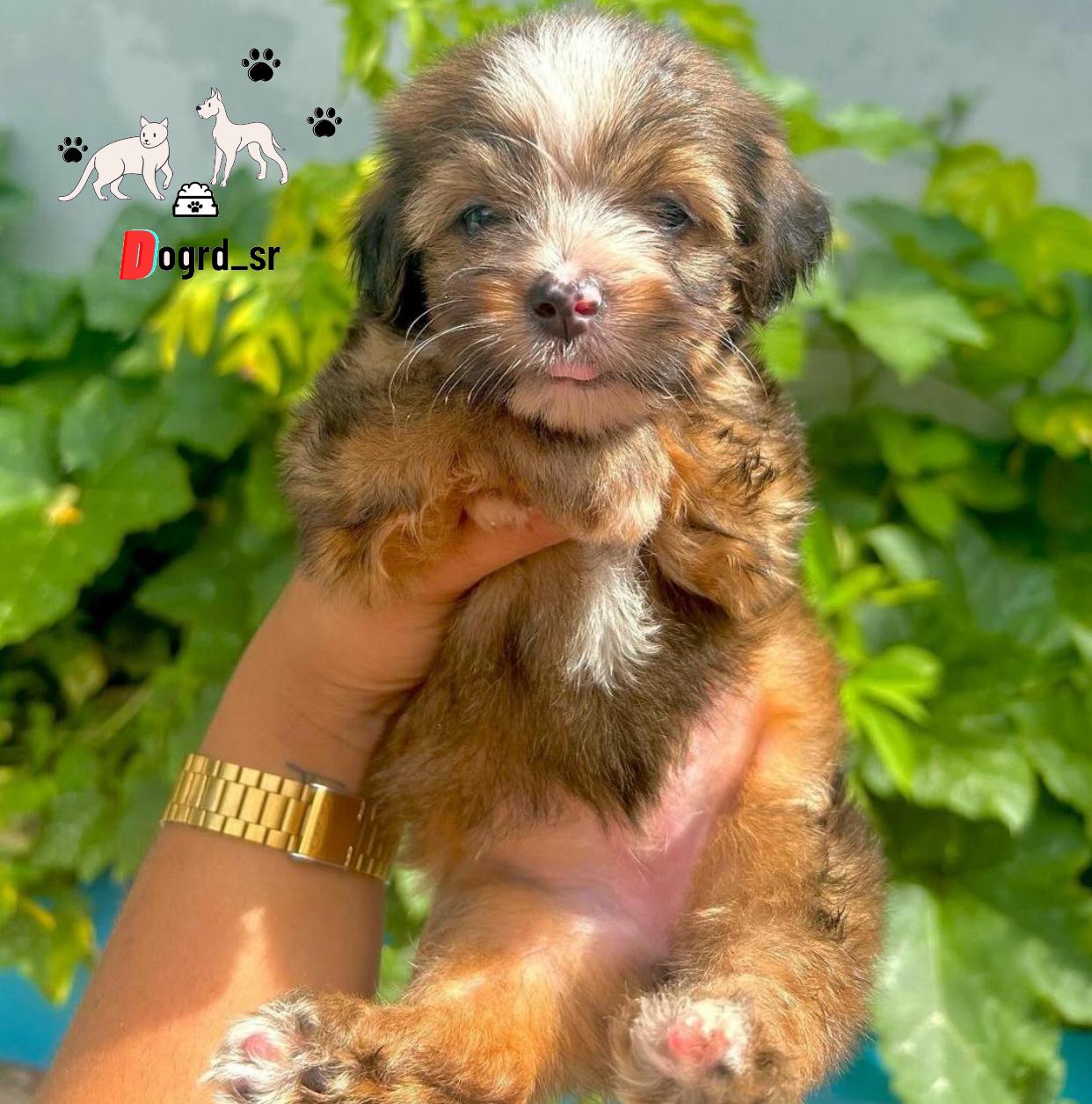 Yorkiepoo Ambos Sexos  Foto 7228250-1.jpg