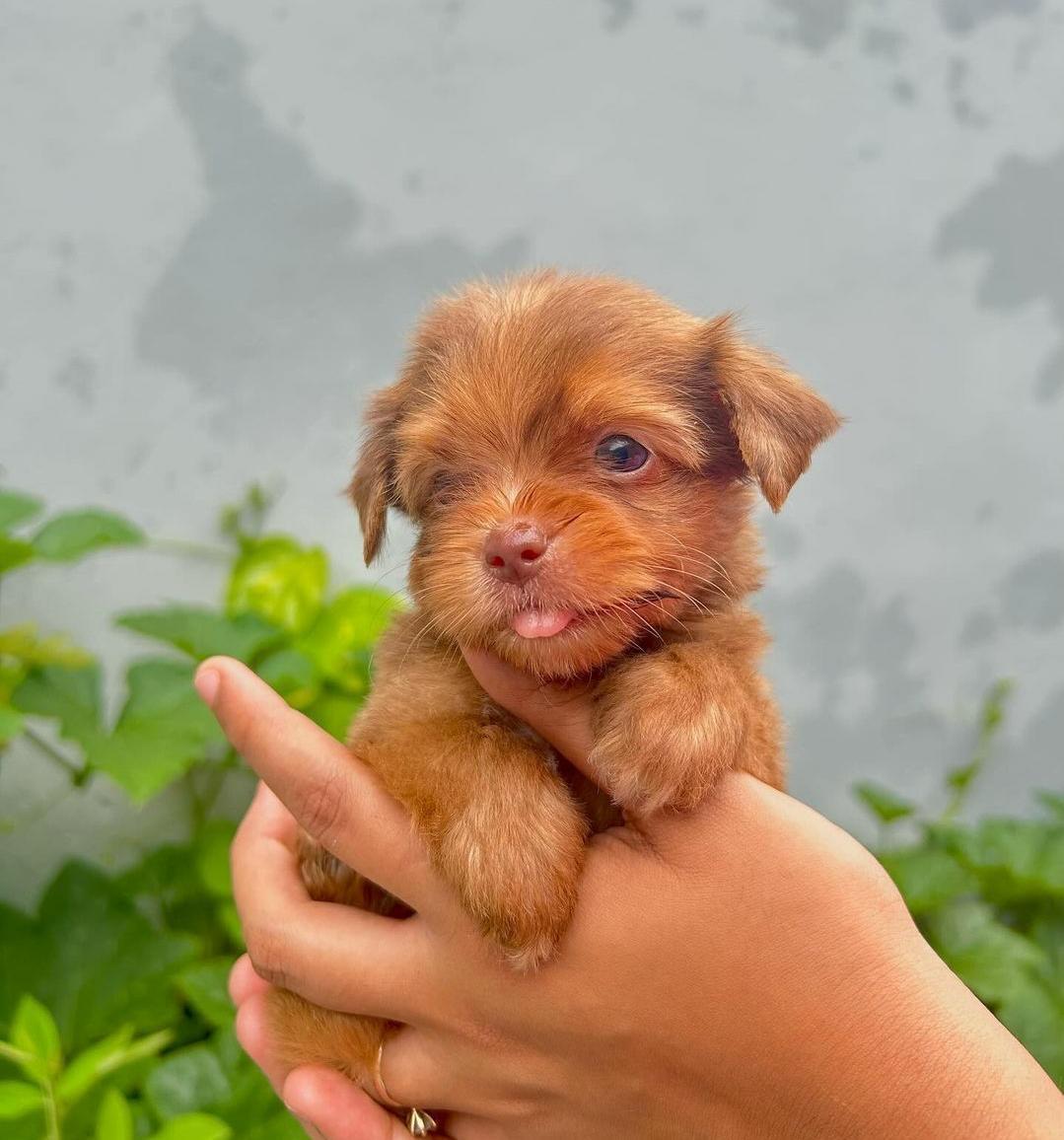 Yorkiepoo Ambos Sexos  Foto 7228250-2.jpg