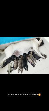 Pug cachorros puros  Foto 7229222-5.jpg
