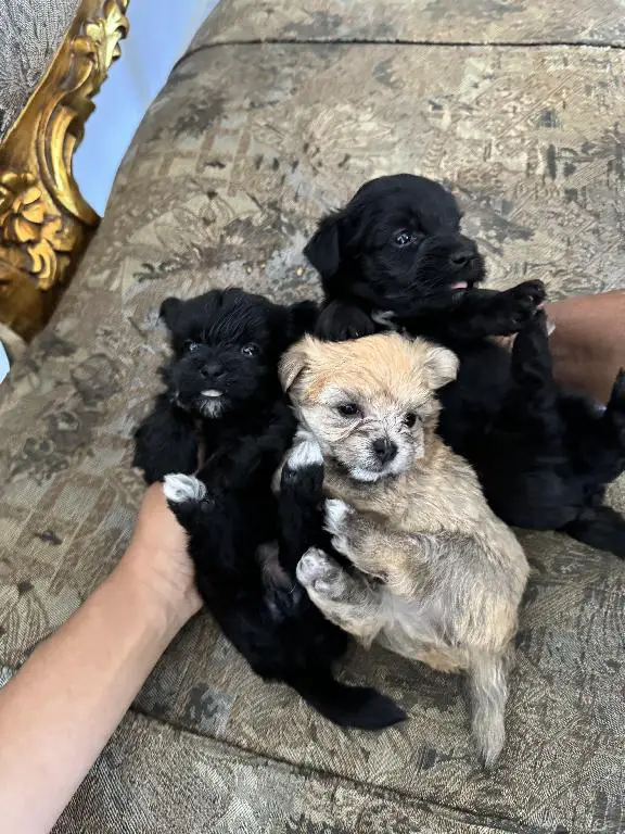 Cachorros peluche en venta Foto 7229679-1.jpg