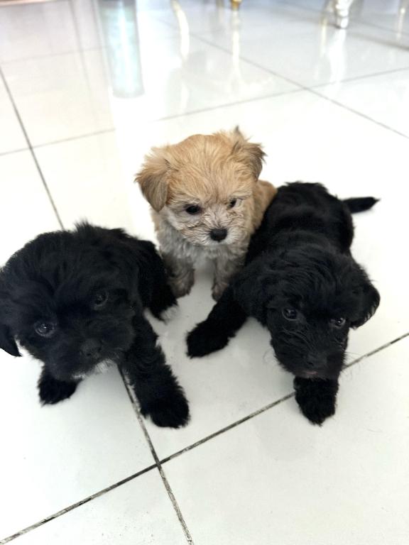 Cachorros peluche en venta Foto 7229679-4.jpg
