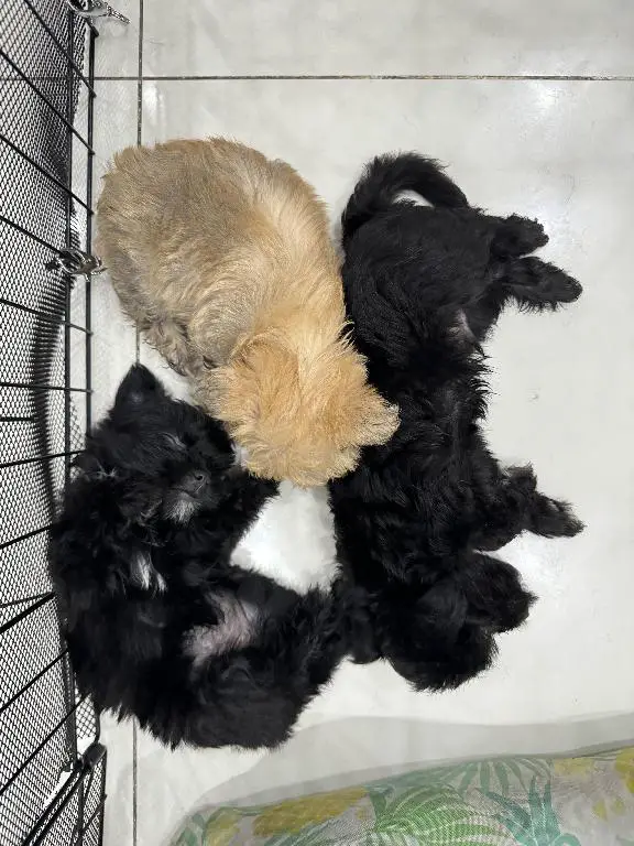 Cachorros peluche en venta Foto 7229679-5.jpg