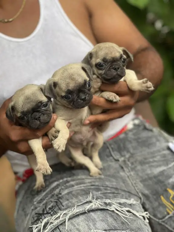 Cachorros pug  Foto 7229693-1.jpg