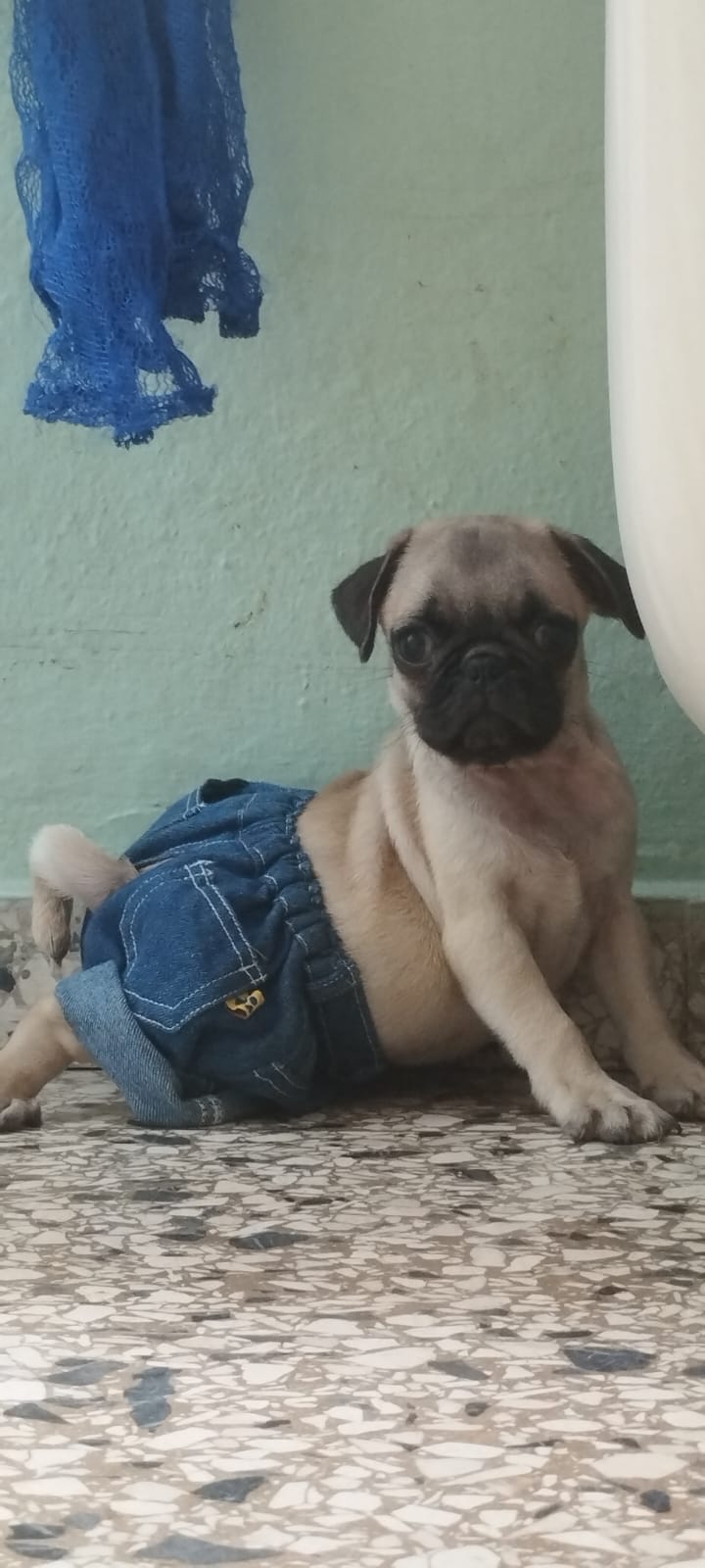 Pug Macho Foto 7229755-1.jpg