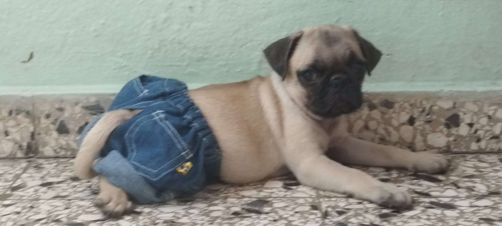 Pug Macho Foto 7229755-2.jpg