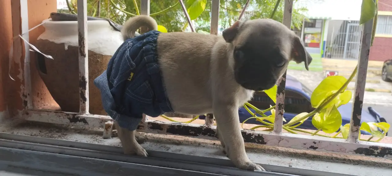 Pug Macho Foto 7229755-3.jpg