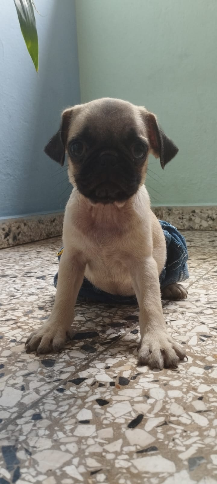 Pug Macho Foto 7229755-4.jpg