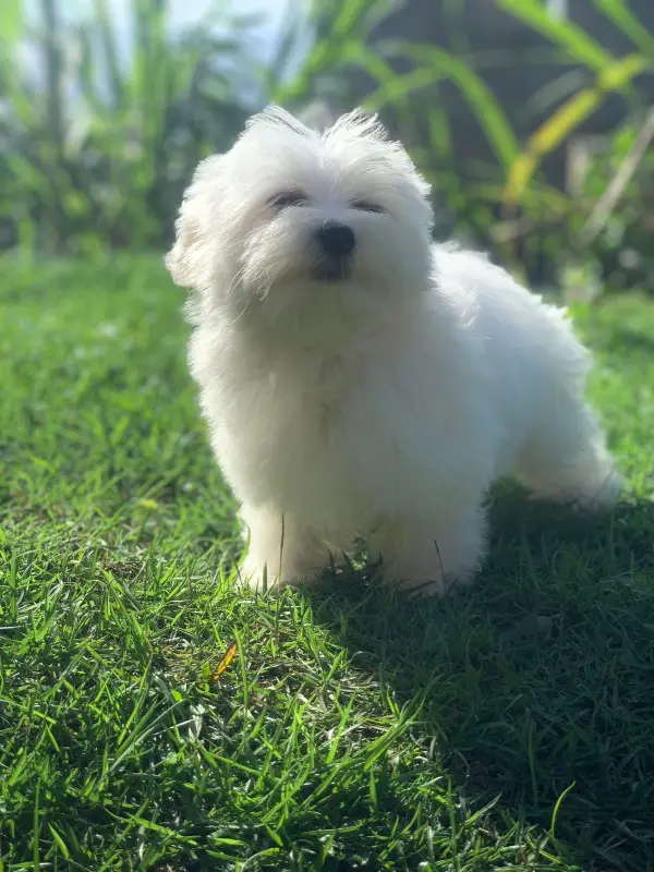 bichon maltes hembras y machos listos para entregar Foto 7229992-2.jpg
