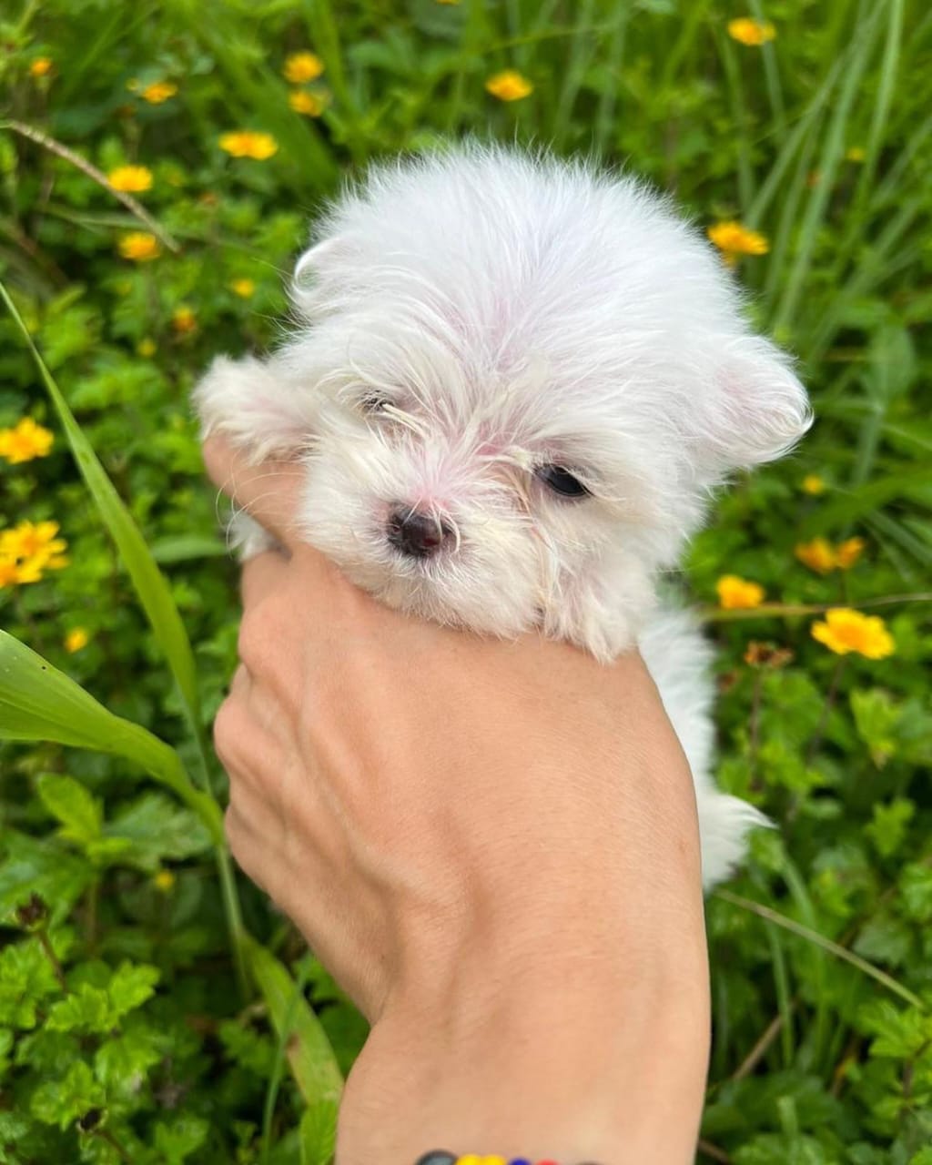 bichon maltes hembras y machos listos para entregar Foto 7229992-3.jpg