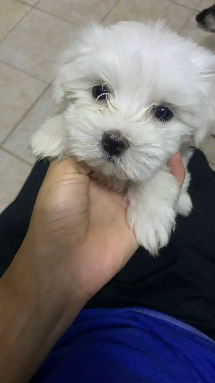 bichon maltes hembras y machos listos para entregar Foto 7229992-5.jpg