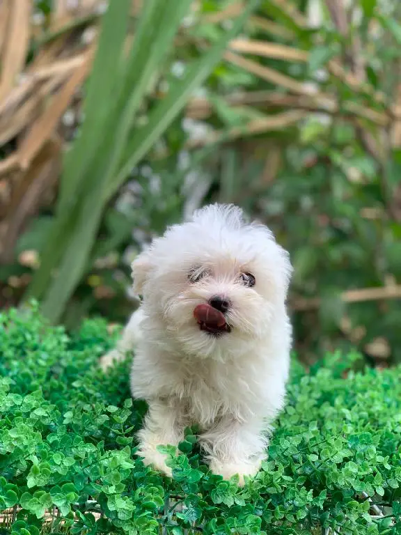 bichon maltes hembras y machos listos para entregar Foto 7229992-8.jpg