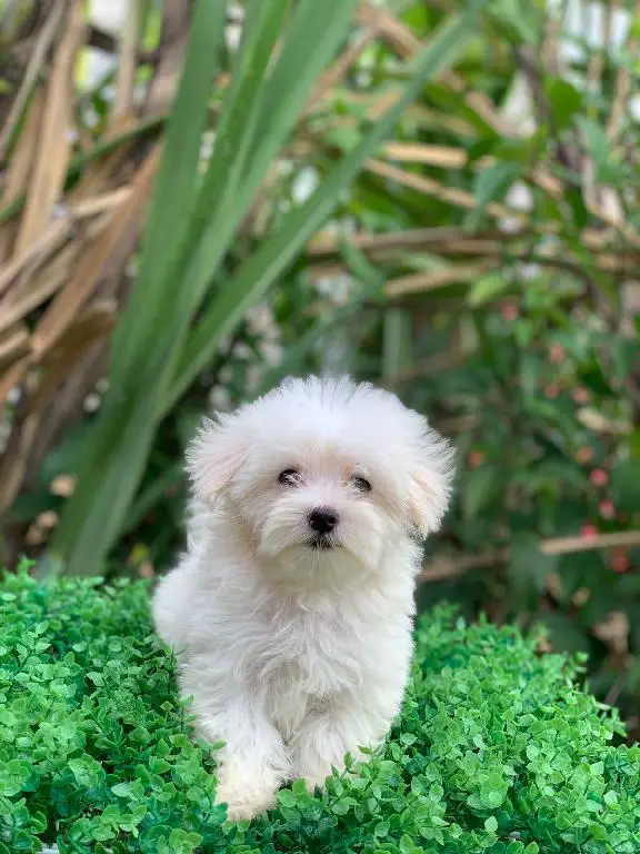 bichon maltes hembras y machos listos para entregar Foto 7229992-9.jpg