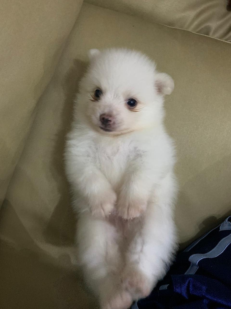 Perros  Raza Mini pomerania Foto 7230426-2.jpg