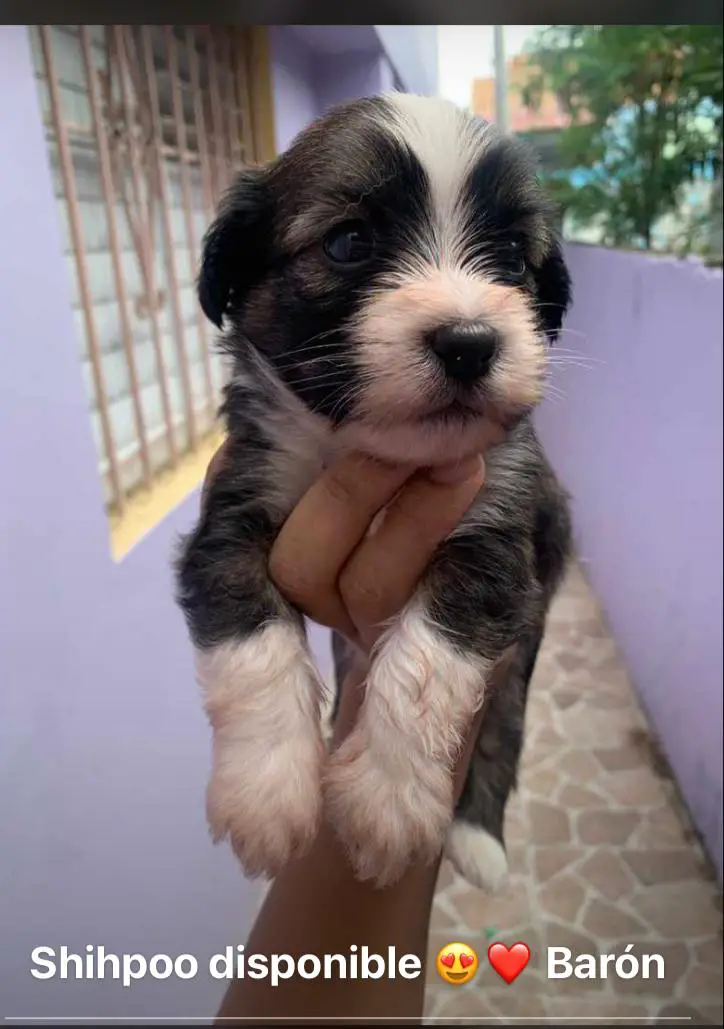 Shihpoo  inf. 829-846-3095 en Santo Domingo Este Foto 7231467-2.jpg