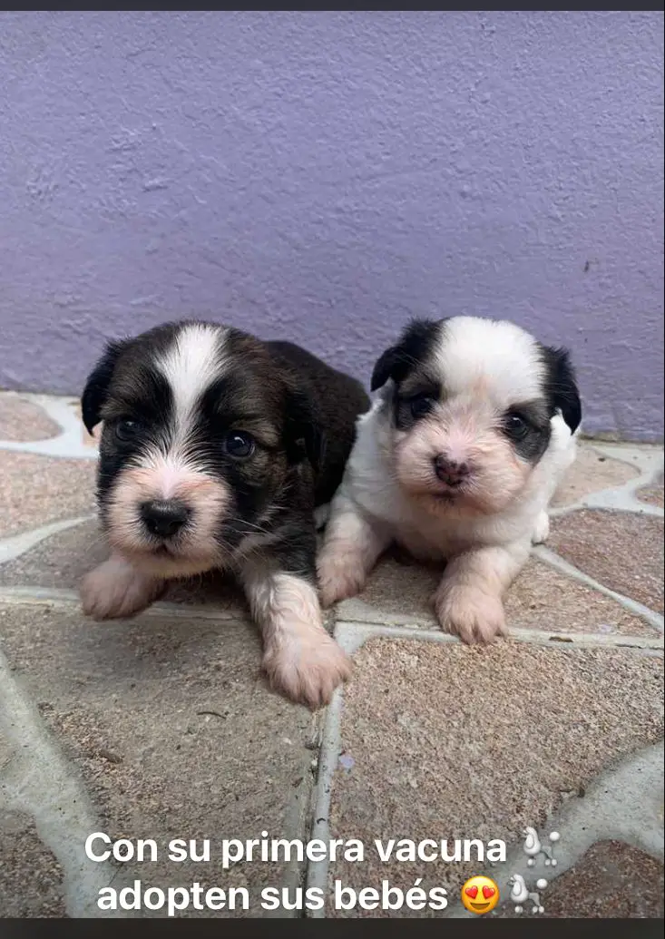 Shihpoo  inf. 829-846-3095 en Santo Domingo Este Foto 7231467-3.jpg