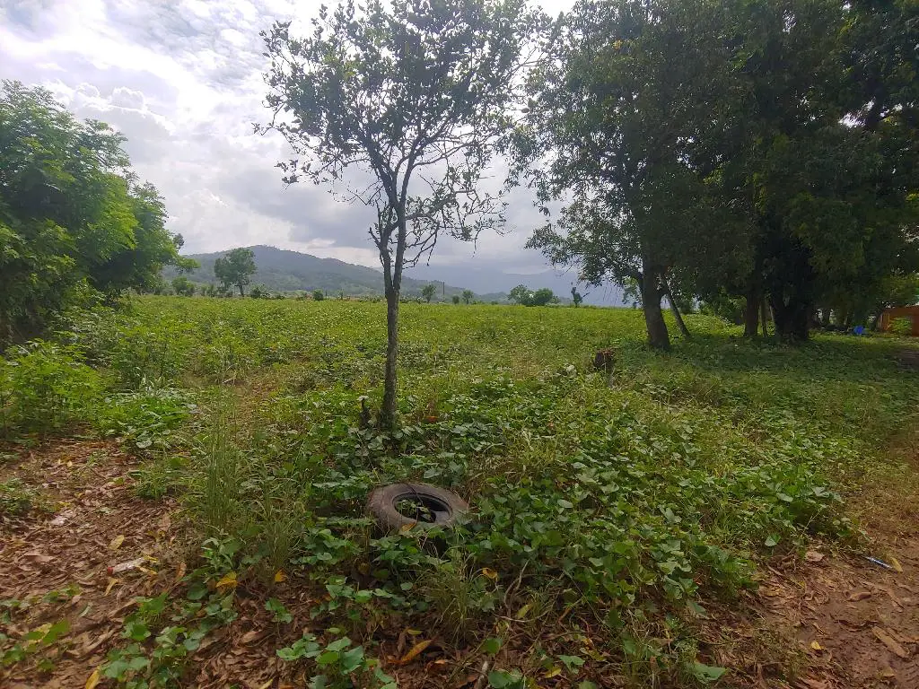 Se Vende Preciosa Tierra en la Yuca Mirador Bonao es una finca de 42 T Foto 7231574-1.jpg