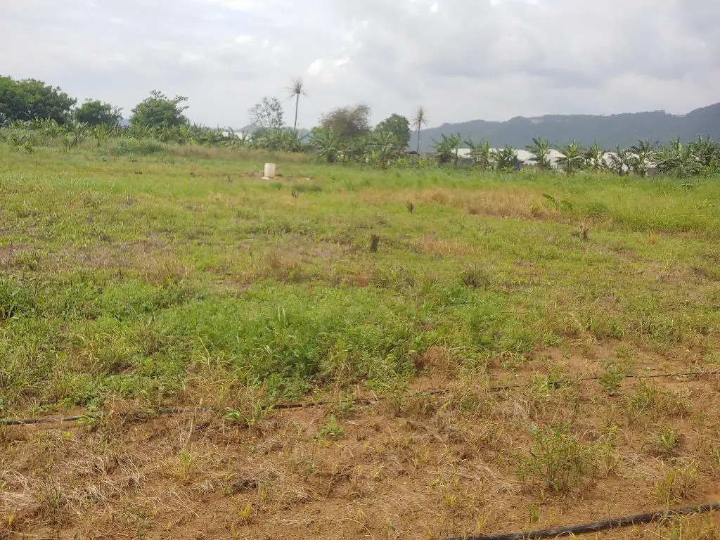 Se Vende Preciosa Tierra en la Yuca Mirador Bonao es una finca de 42 T Foto 7231574-6.jpg