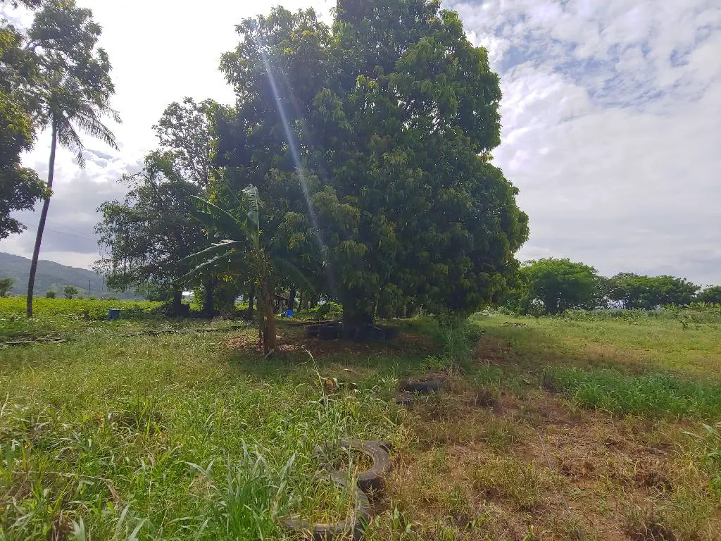 Se Vende Preciosa Tierra en la Yuca Mirador Bonao es una finca de 42 T Foto 7231574-7.jpg