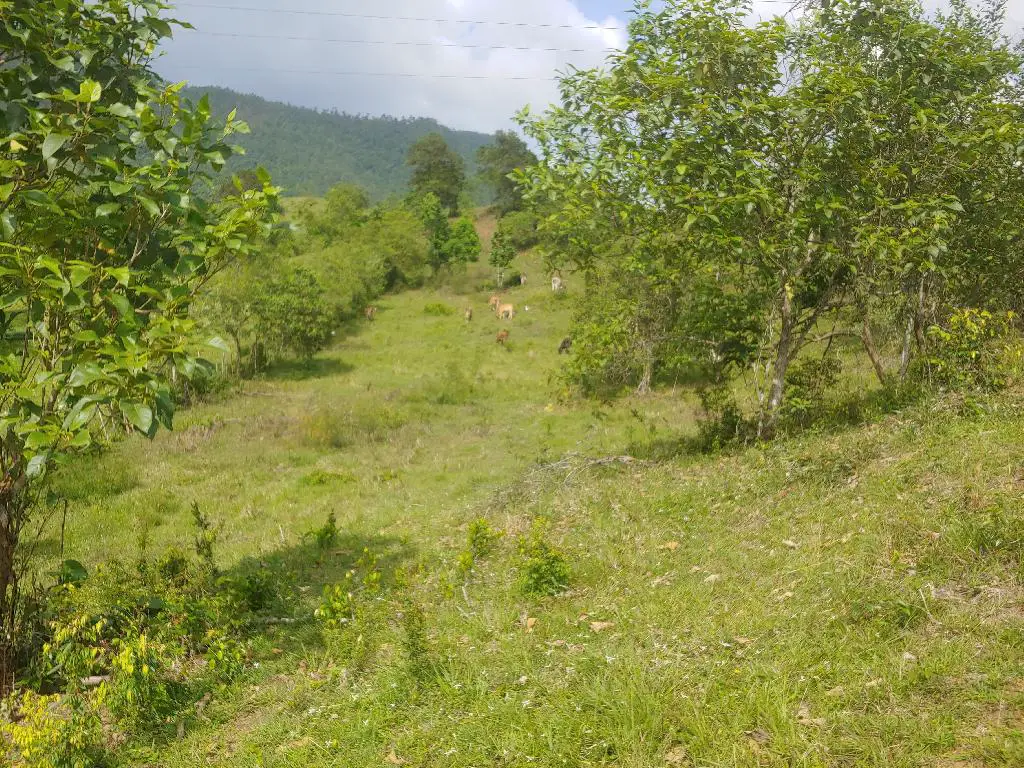 Se Vende Bonita Tierra en el Ingenio Bonao es una finca de 206 Tareas  Foto 7231576-4.jpg