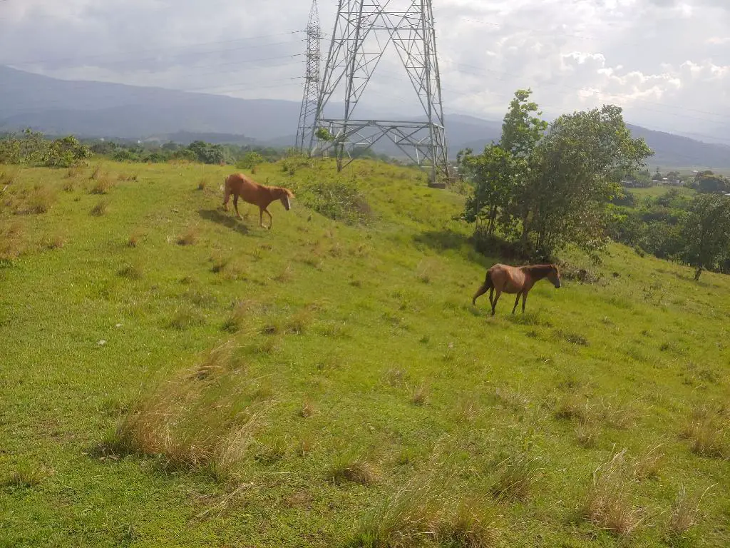 Se Vende Bonita Tierra en el Ingenio Bonao es una finca de 206 Tareas  Foto 7231576-5.jpg