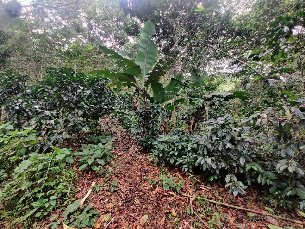 VENTA DE TERRENO GUAZARA DE BARAHONA Foto 7232283-r1.jpg
