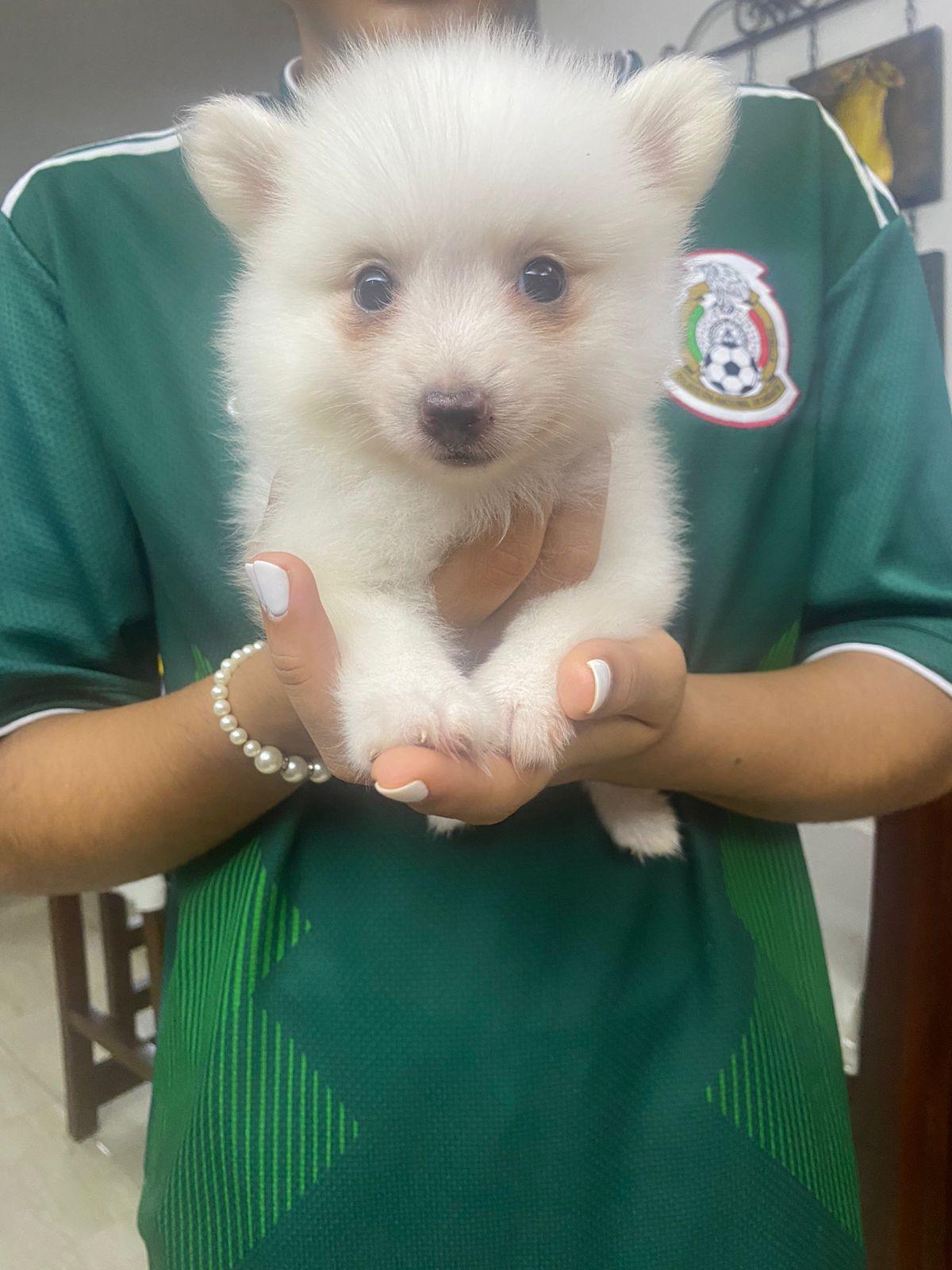 Cachorro pomerania macho 809 6627609 Foto 7232673-3.jpg