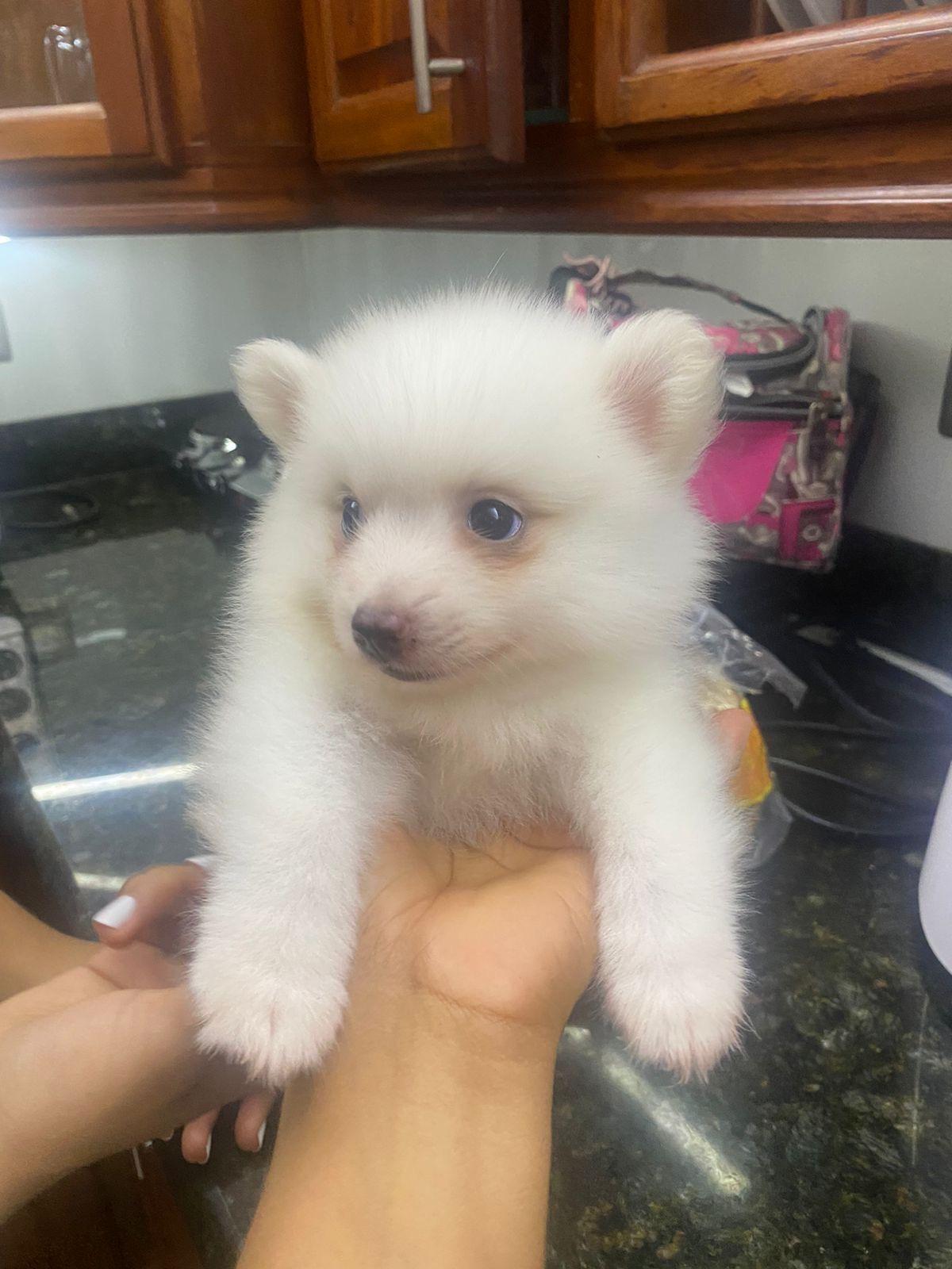 Cachorro pomerania macho 809 6627609 Foto 7232673-5.jpg
