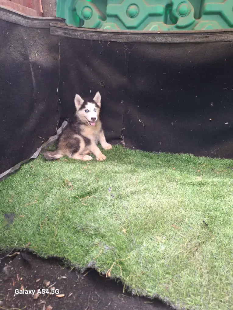 Husky siberiano  Foto 7232685-1.jpg
