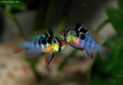 Peces Ornamentales Foto 7232790-4.jpg