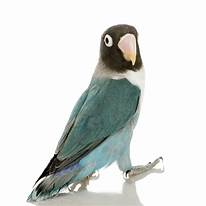Agapornis Masque Bleu Foto 7233834-2.jpg