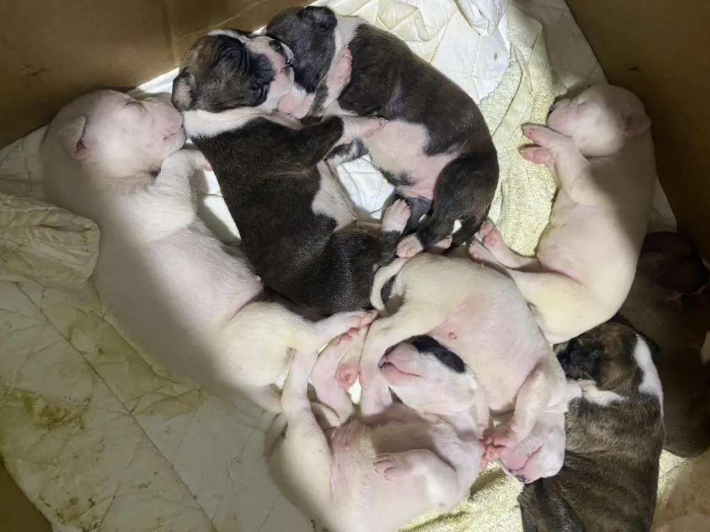 Cachorros bóxers . Ambos sexos  Foto 7233850-2.jpg
