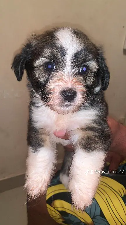 Shihpoo Barón 10500 negociable. Inf.8298463095 Foto 7233907-1.jpg