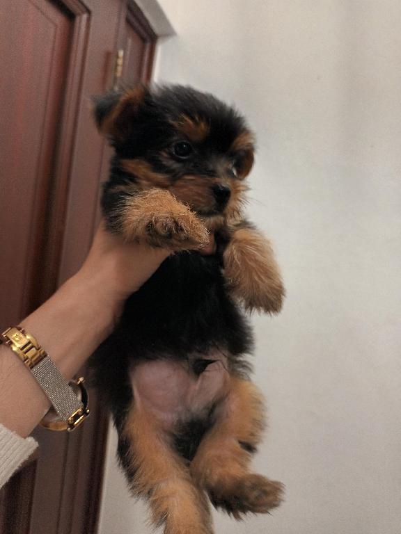 Yorkie machos  toy de raza pura disponibles  Foto 7234230-1.jpg
