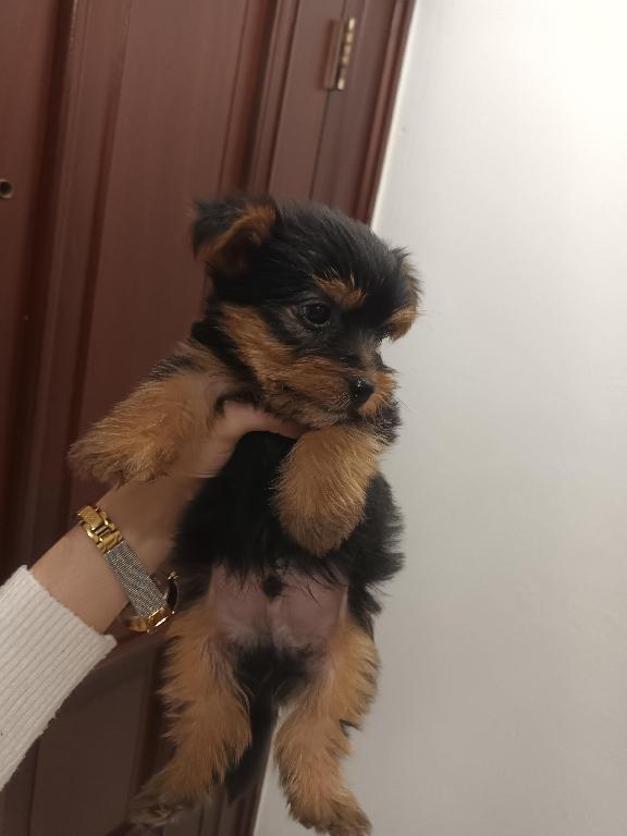 Yorkie machos  toy de raza pura disponibles  Foto 7234230-2.jpg