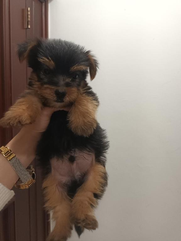 Yorkie machos  toy de raza pura disponibles  Foto 7234230-3.jpg