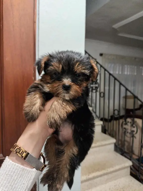 Yorkie machos  toy de raza pura disponibles  Foto 7234230-4.jpg