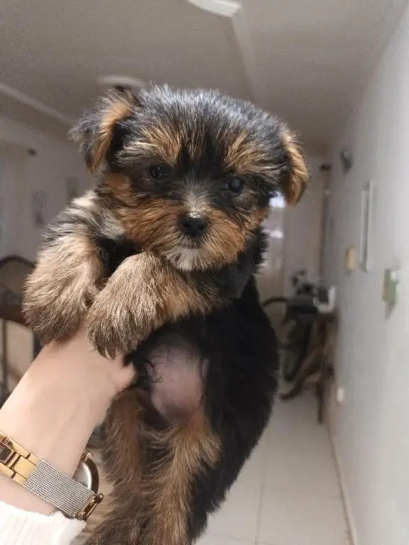 Yorkie machos  toy de raza pura disponibles  Foto 7234230-5.jpg
