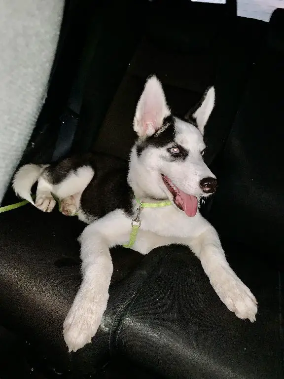 Husky Siberiano. Hembra se vende por motivos de viajes.  Foto 7234516-2.jpg