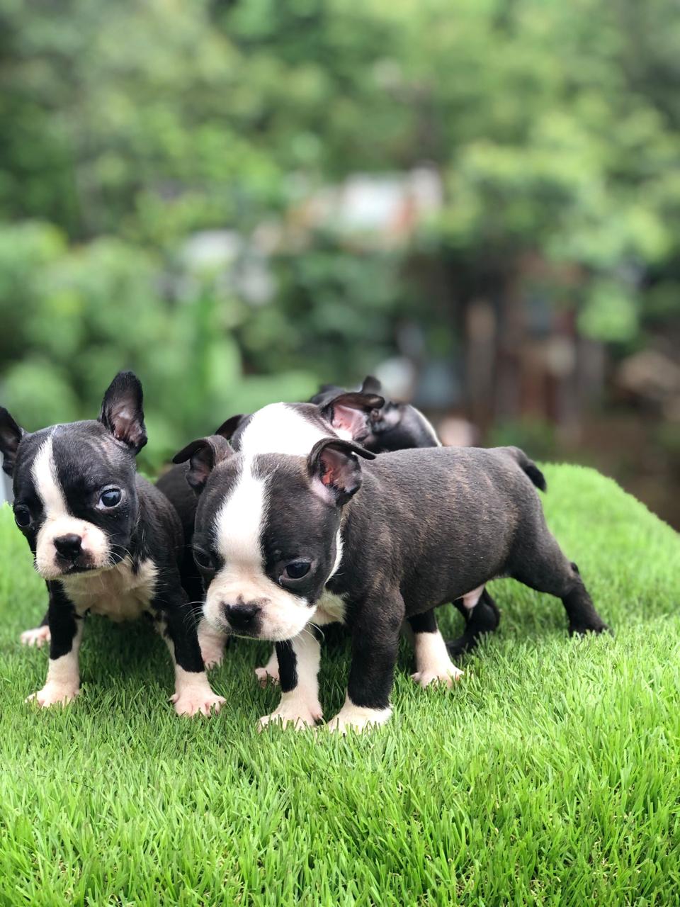 Boston Terrier Cachorro Boston  Foto 7234616-1.jpg