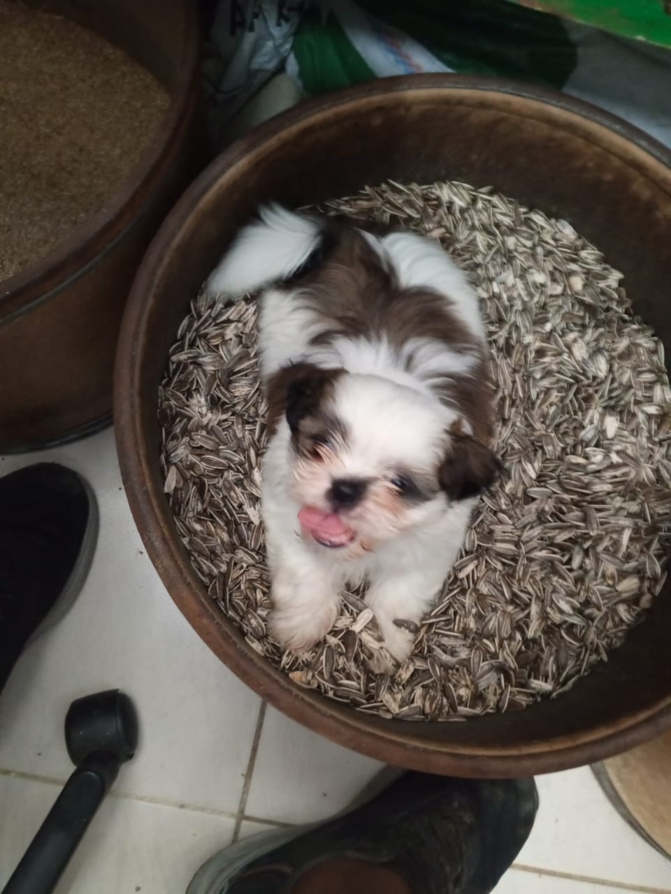 Shihtzu macho cachorro shihtzu macho Foto 7234619-1.jpg