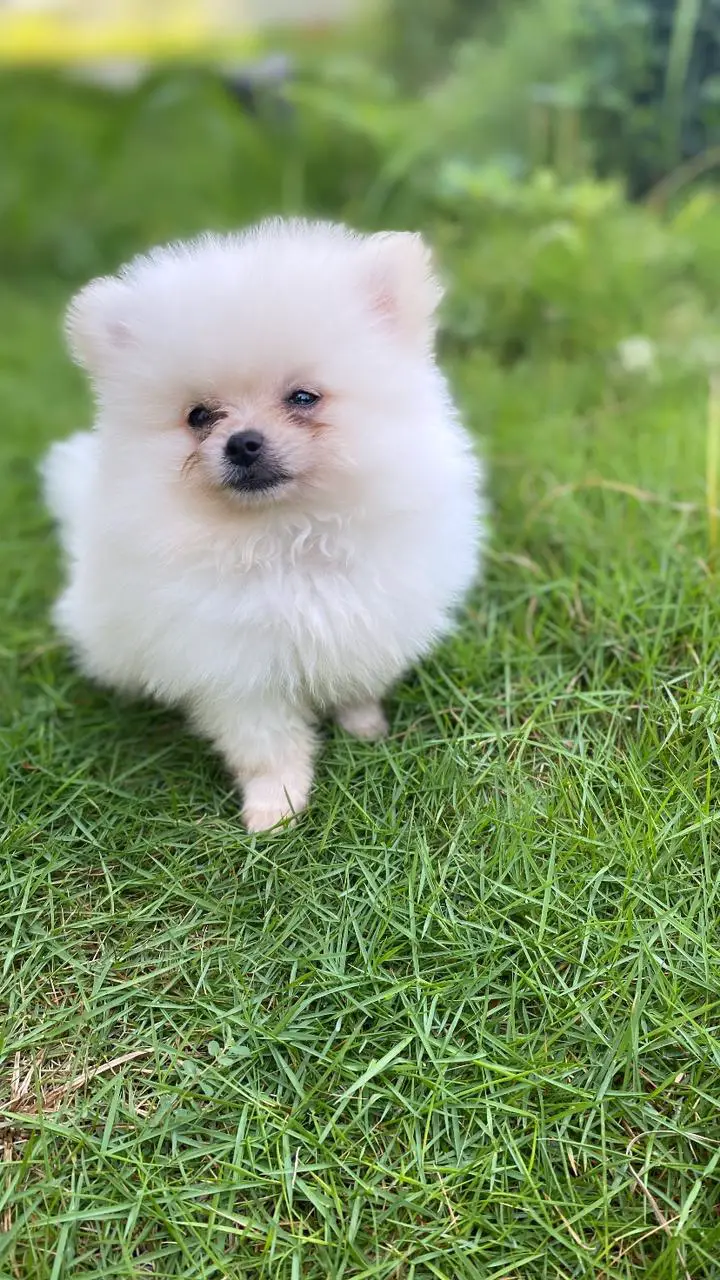 Pomerania  macho 45 dias 8096627609 Foto 7234688-1.jpg