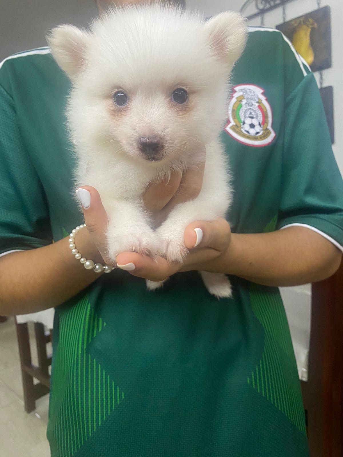 Pomerania  macho 45 dias 8096627609 Foto 7234688-2.jpg