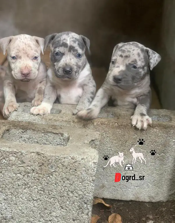 Pitbull Merle Ambos Sexos  Foto 7235184-2.jpg