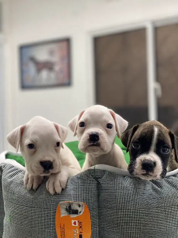Cachorros boxer  Foto 7235887-2.jpg