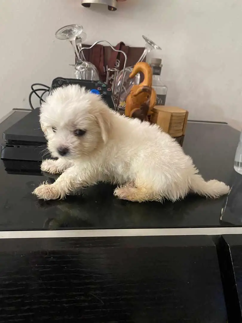 MALTIPOO AMBOS SEXOS  en Santo Domingo Este Foto 7236184-1.jpg