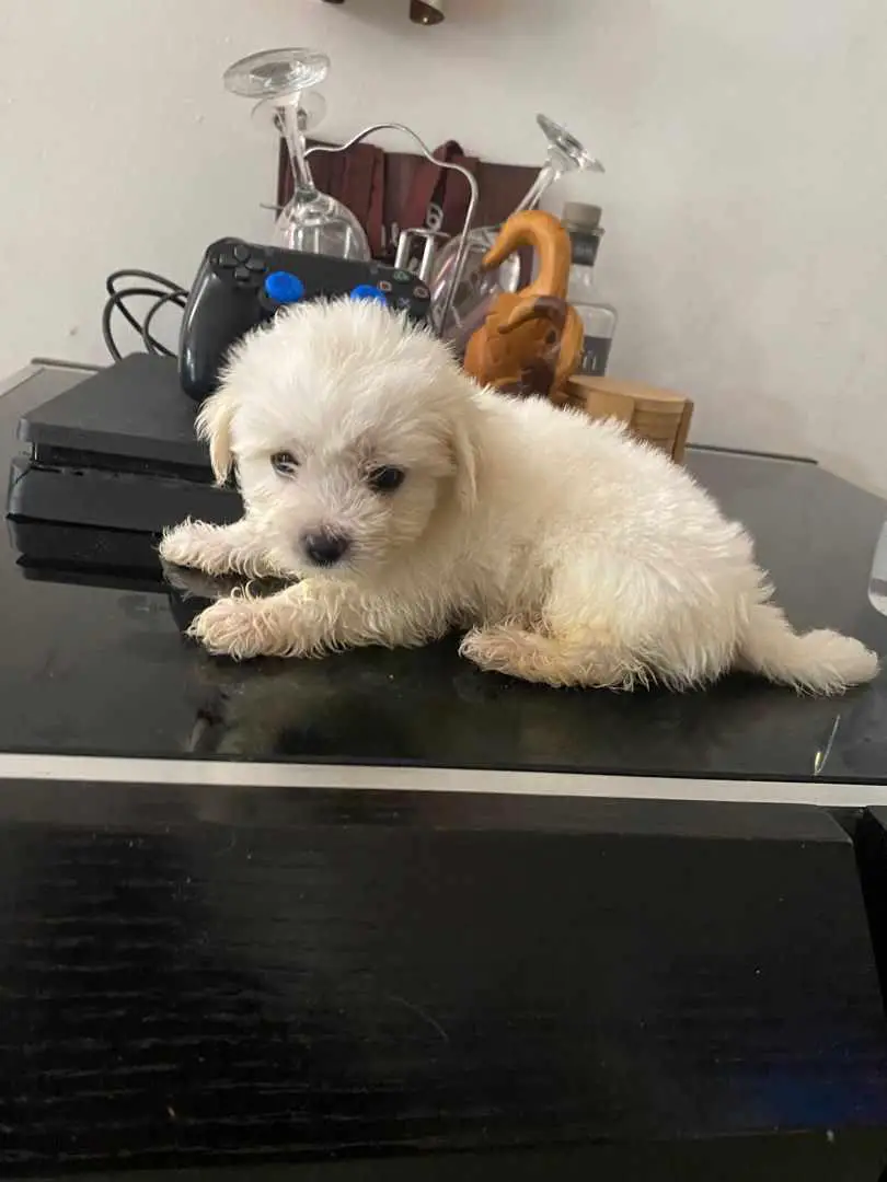 MALTIPOO AMBOS SEXOS  en Santo Domingo Este Foto 7236184-2.jpg