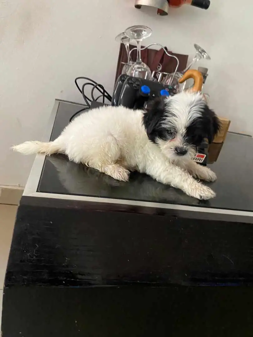 MALTIPOO AMBOS SEXOS  en Santo Domingo Este Foto 7236184-3.jpg